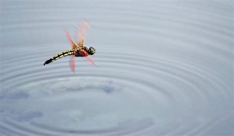 蜻蜓點水